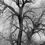 Black and white image of tangled tree branches in winter