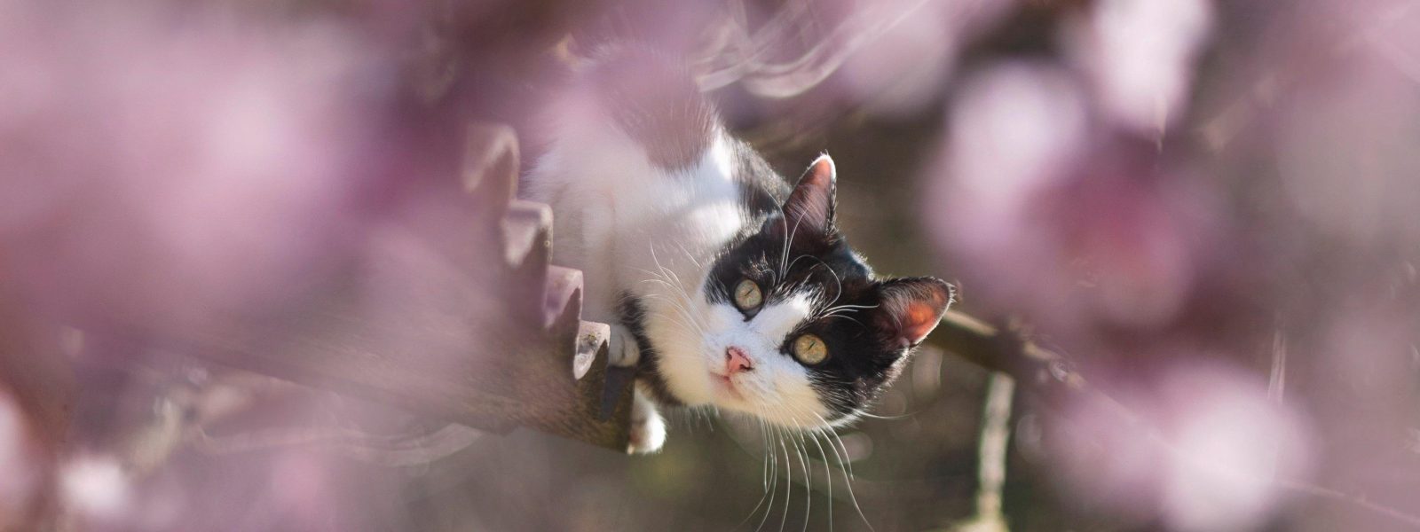 cat on roof