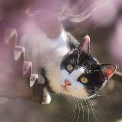 cat on roof