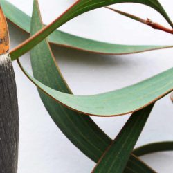 brushes and leaves SP