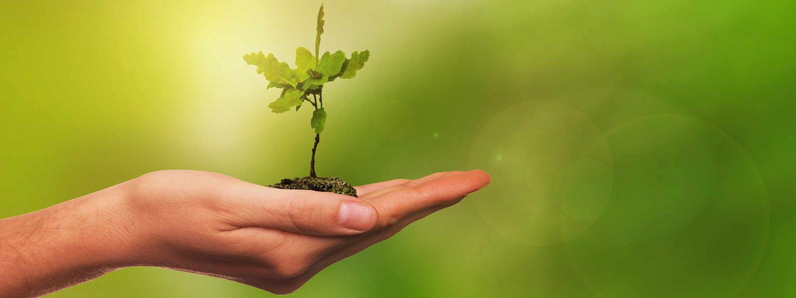 A hand holding an oak seedling