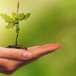 A hand holding an oak seedling