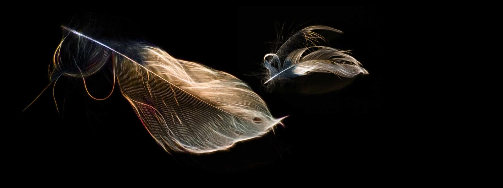 Feathers on a dark background