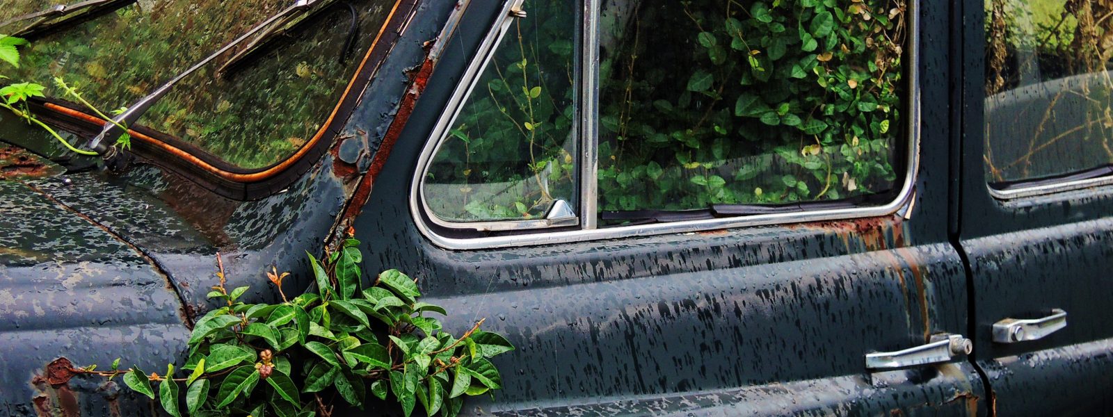 Image of a derelict overgrown blue car