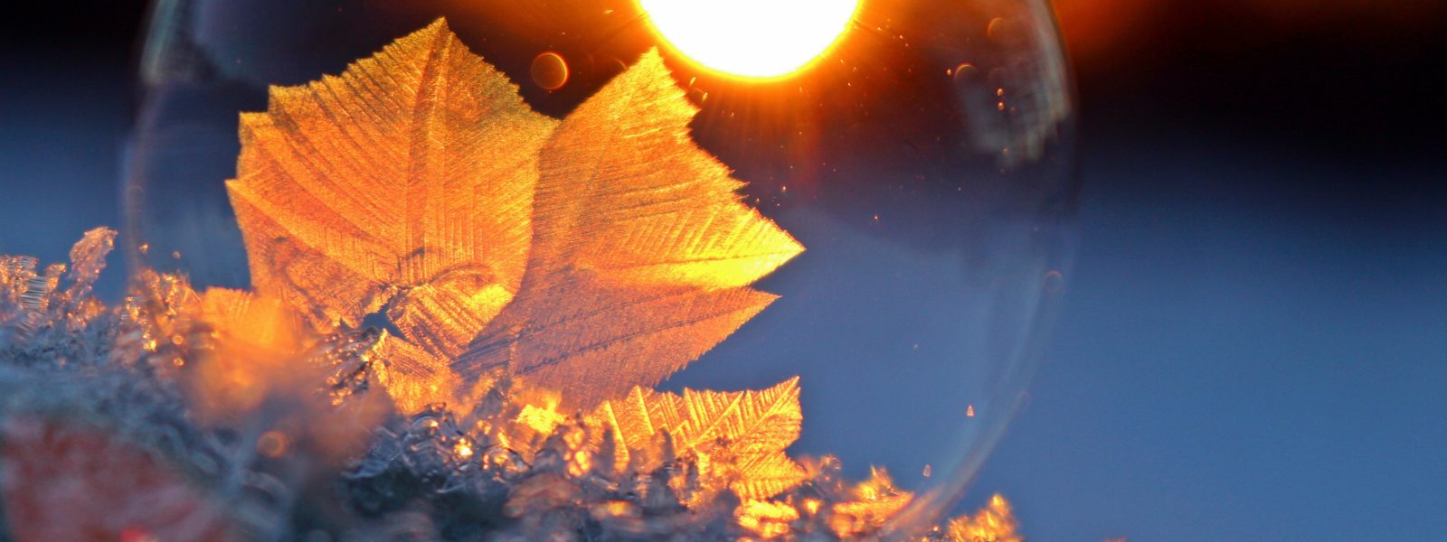 ice flower
