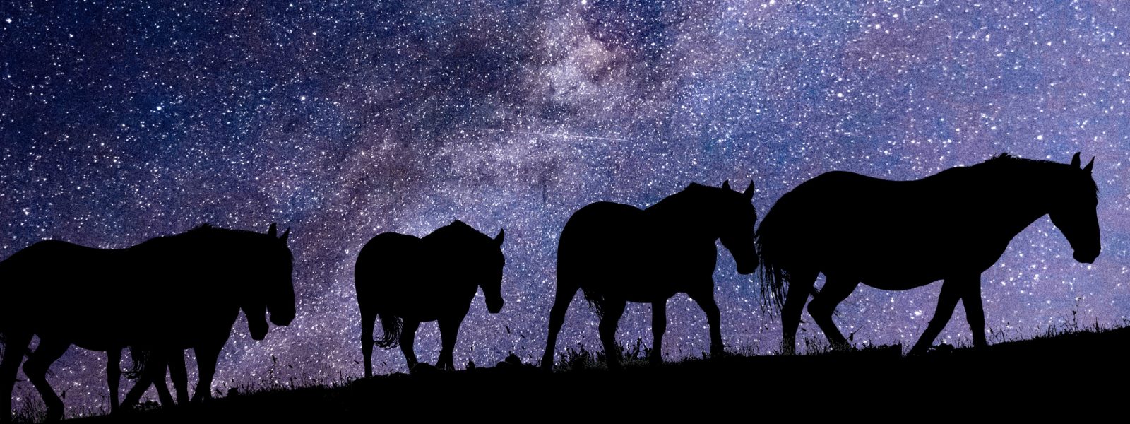 silhouette of horses against a backdrop of the milky way