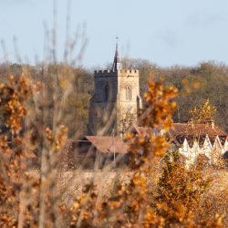 Image of a rural village behind old foliage