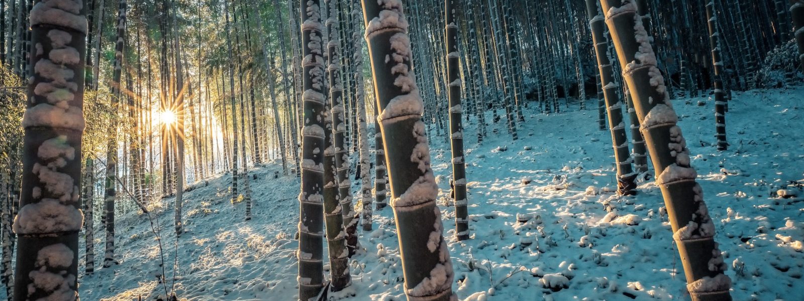 bamboo forest in winter