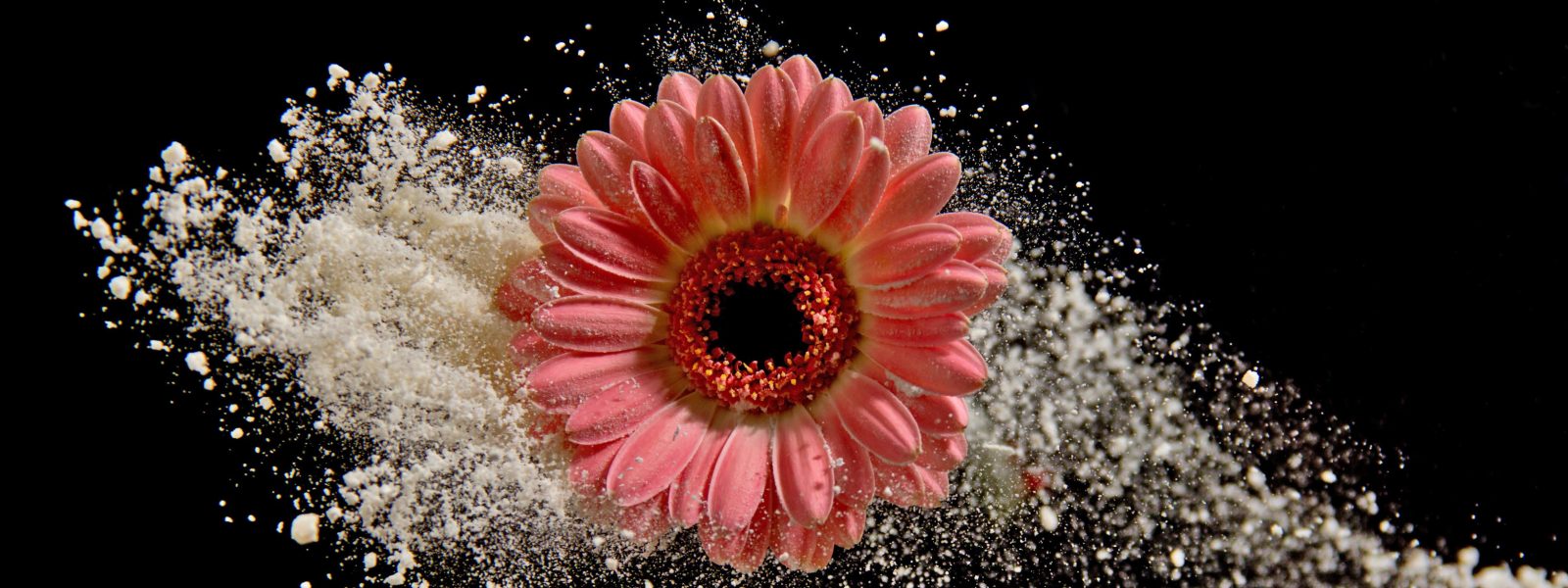pink gerbera daisy and dust on a black background