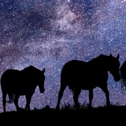 silhouetted horses against a backdrop of the starry sky
