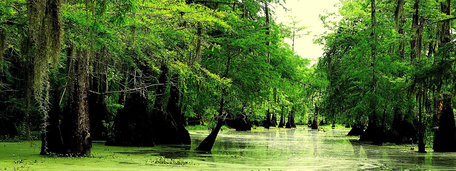 green-toned image of a bayou