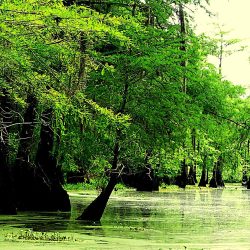 green-toned image of a bayou