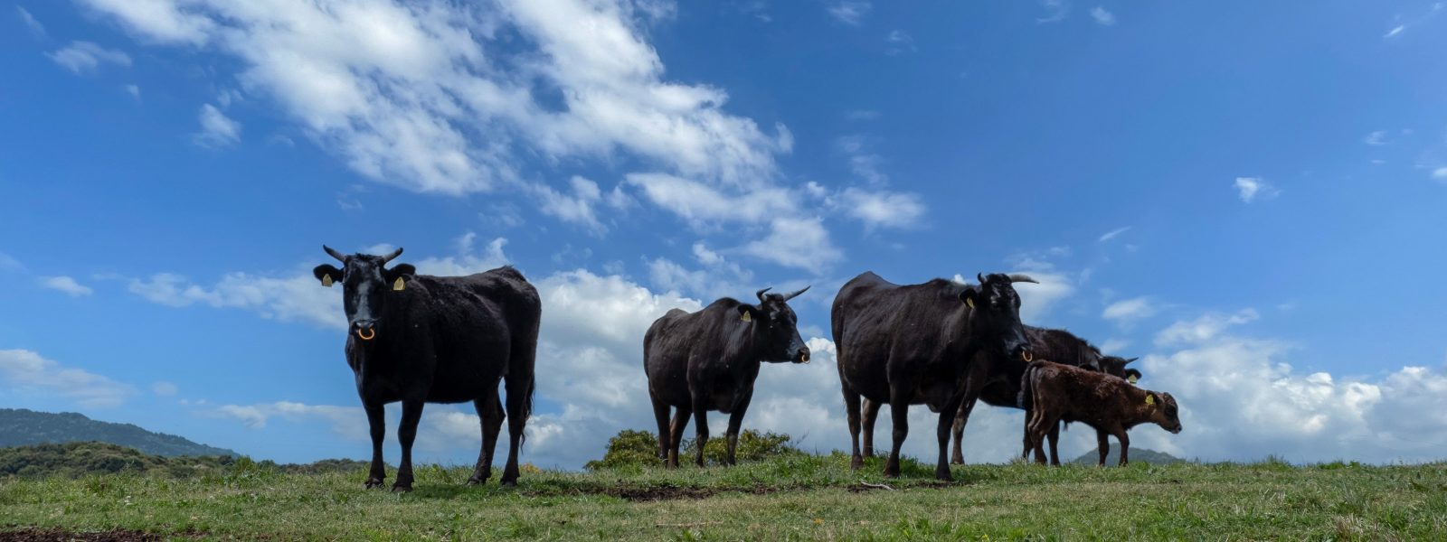 black cows in a grassy field against the skyline.