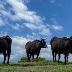 black cows in a grassy field against the skyline.