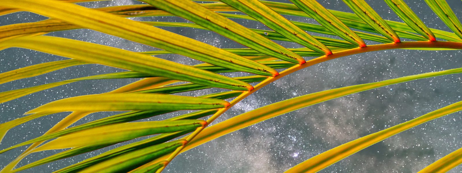 palm leaves against the milky way