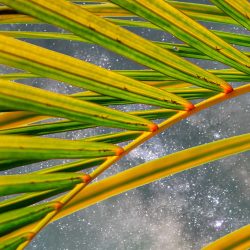 palm leaves against the milky way