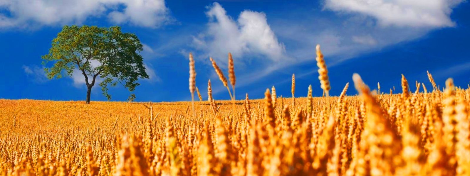 cornfield, oak tree, blue sky with water ripples on it