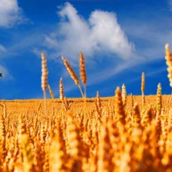 cornfield, oak tree, blue sky with water ripples on it