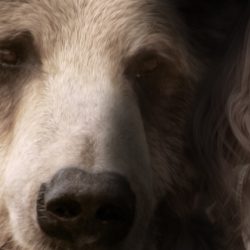 sepia image of a bear and a woman