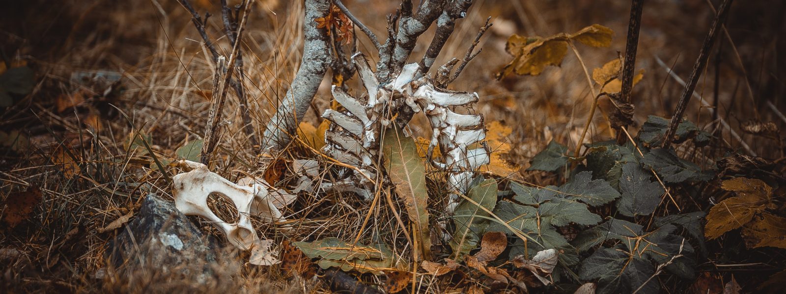 bones and a woodland backdrop