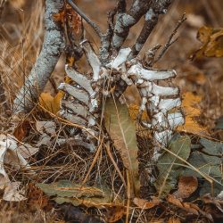 bones and a woodland backdrop