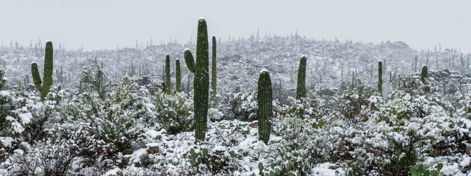 episode art - desert snow, for Luchadora